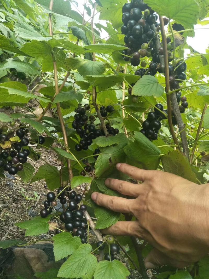 黑加仑醋栗小浆果黑加仑苗种植简单见效快好管理好活