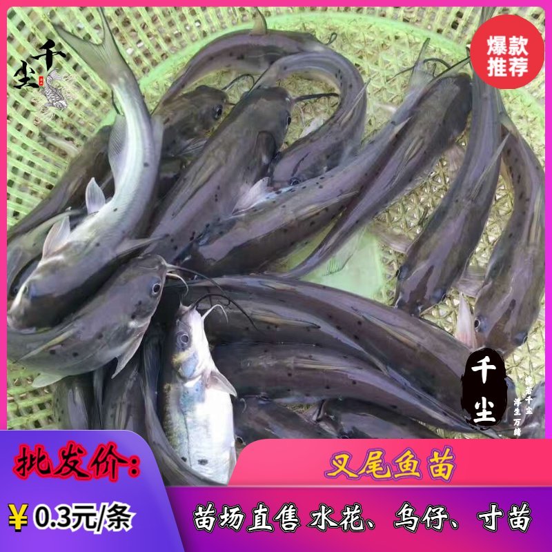 叉尾鱼苗包回收斑点叉尾回鱼苗鮰鱼苗