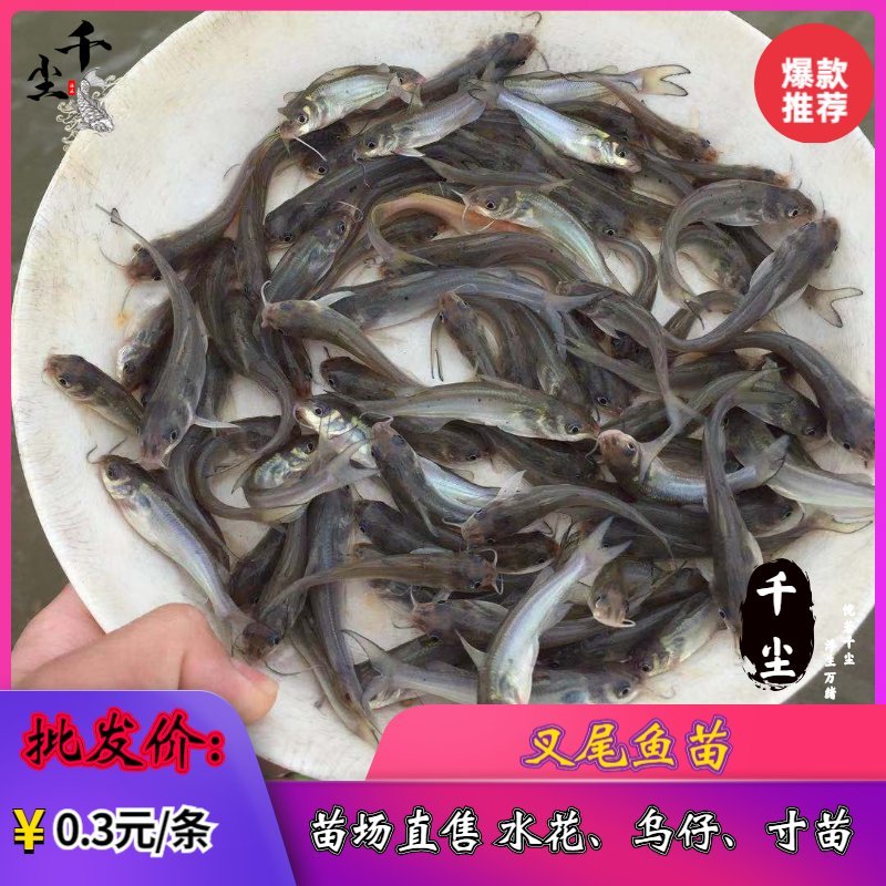 叉尾鱼苗包回收斑点叉尾回鱼苗鮰鱼苗