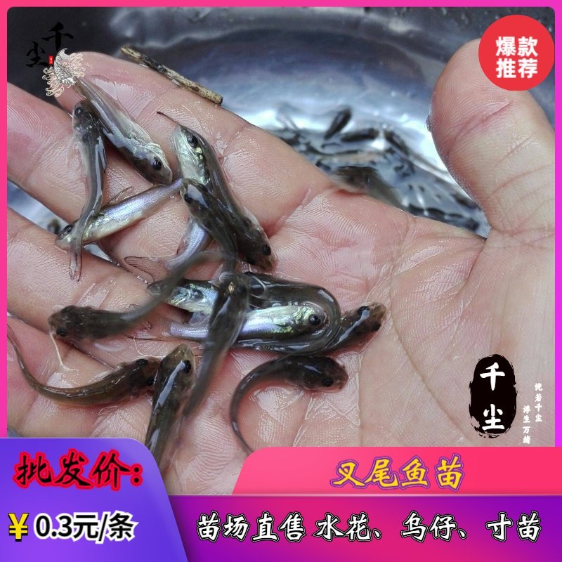 叉尾鱼苗包回收斑点叉尾回鱼苗鮰鱼苗