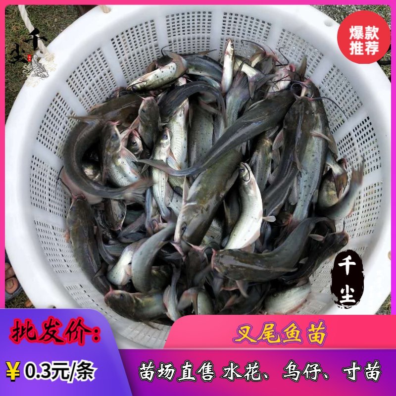 叉尾鱼苗包回收斑点叉尾回鱼苗鮰鱼苗