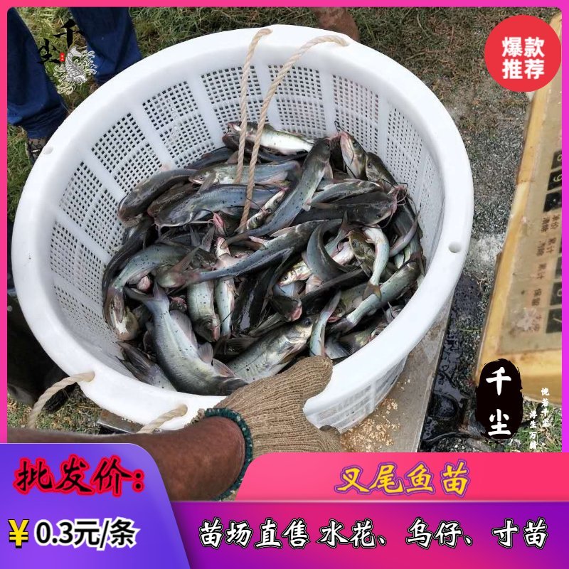 叉尾鱼苗包回收斑点叉尾回鱼苗鮰鱼苗