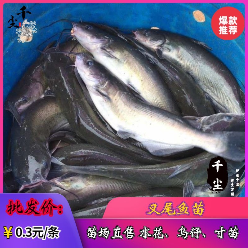 叉尾鱼苗包回收斑点叉尾回鱼苗鮰鱼苗