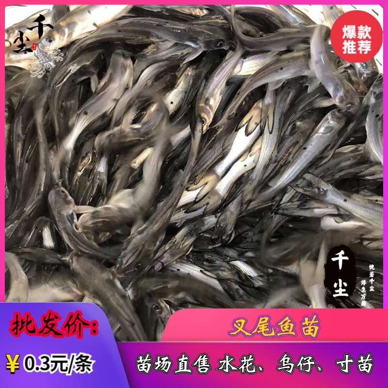 叉尾鱼苗包回收斑点叉尾回鱼苗鮰鱼苗