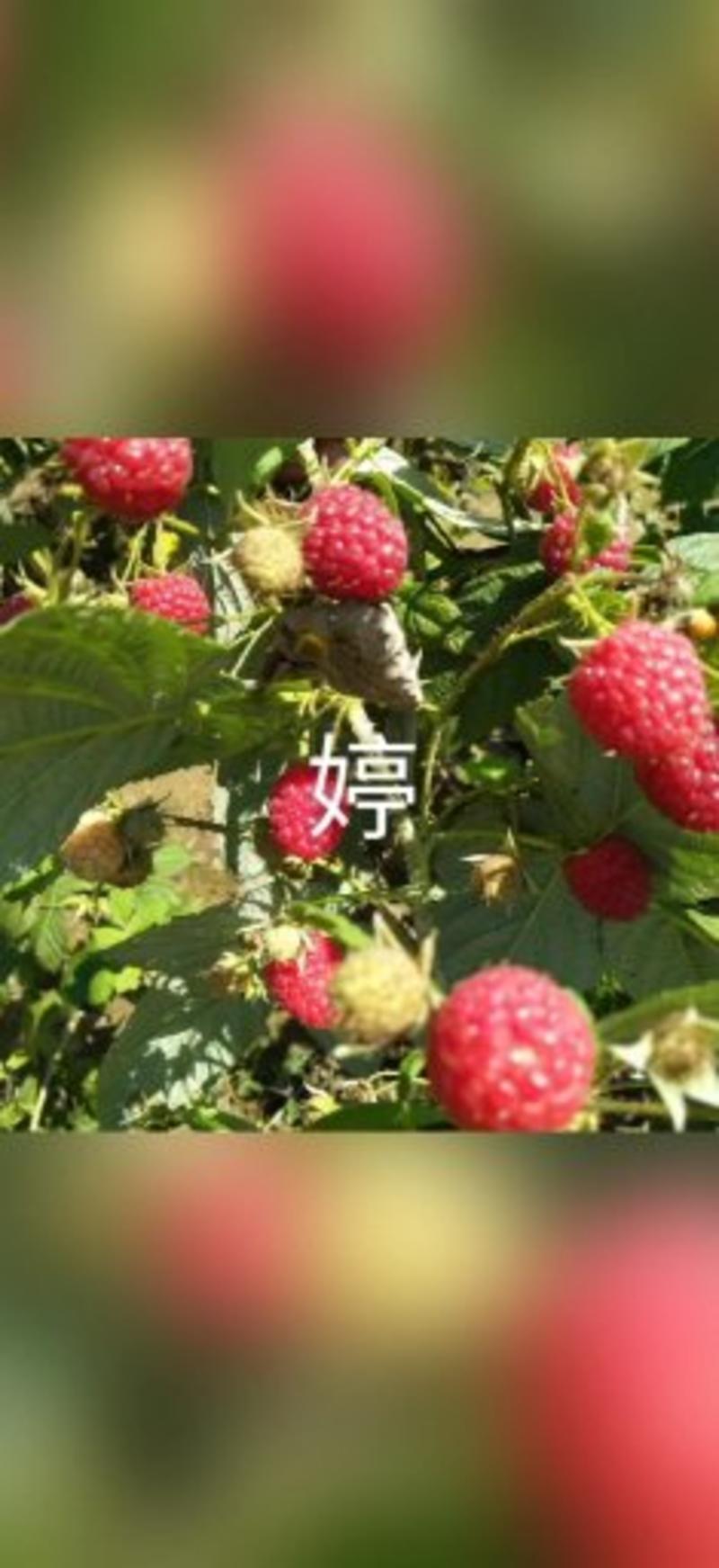 树莓树莓苗双季红树莓苗双季红树莓红树莓苗
