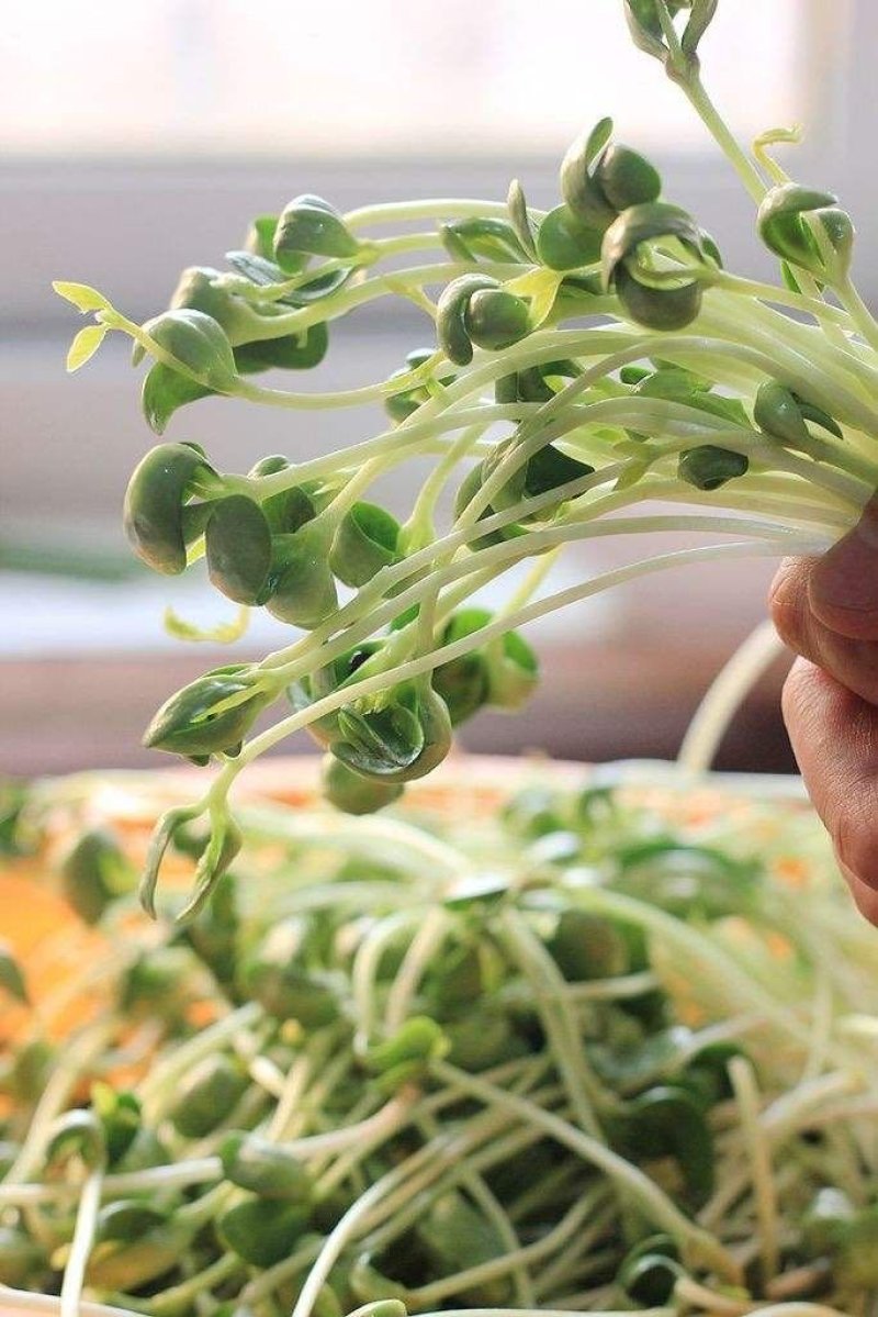 豆芽菜