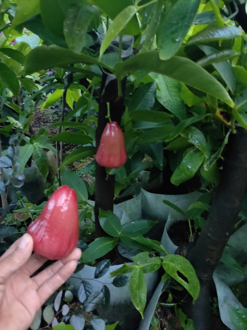 正宗台湾黑金刚莲雾果苗，嫁接小杯苗，圈枝中杯苗，布袋苗