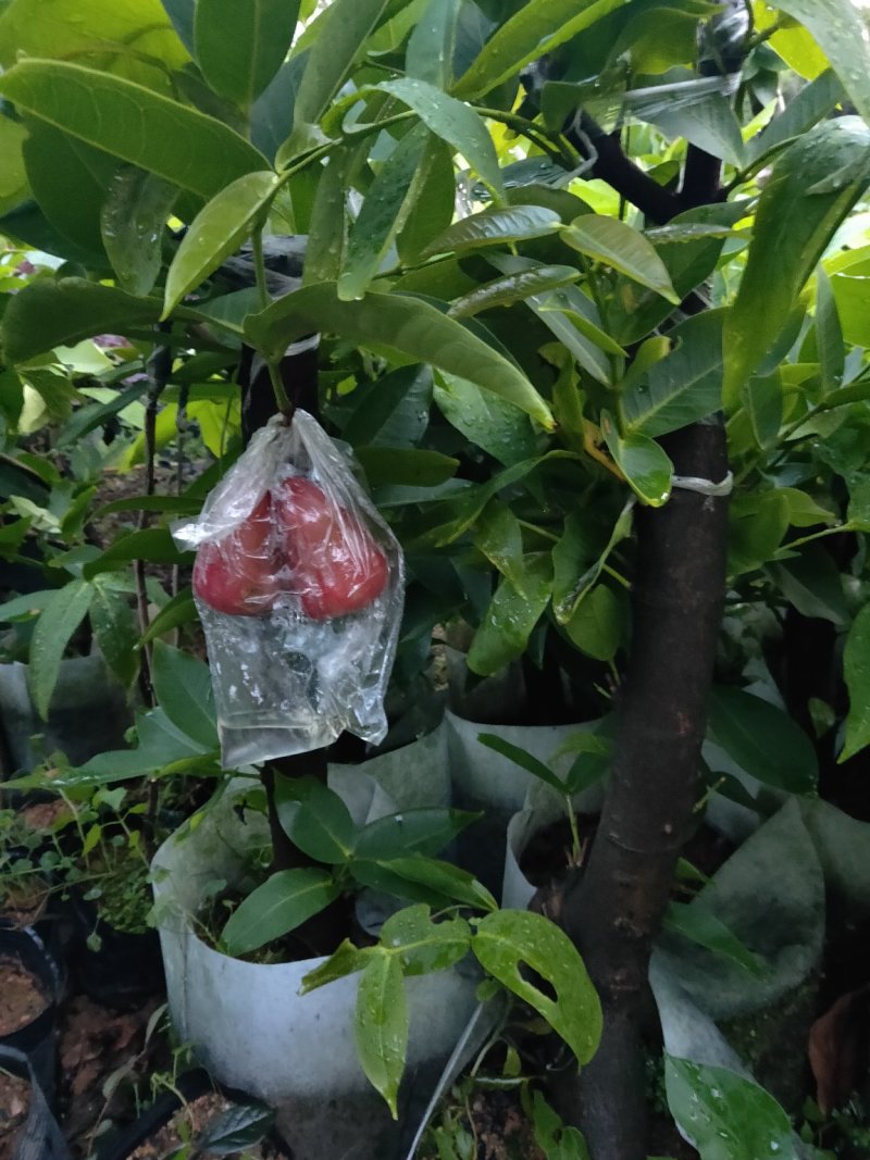 正宗台湾黑金刚莲雾果苗，嫁接小杯苗，圈枝中杯苗，布袋苗