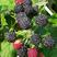 黑树莓树莓苗圃基地直发成活高产量提供种植技术放心苗