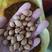 2023年产新杏核种子.沙藏种子山杏种子出芽率90%以上