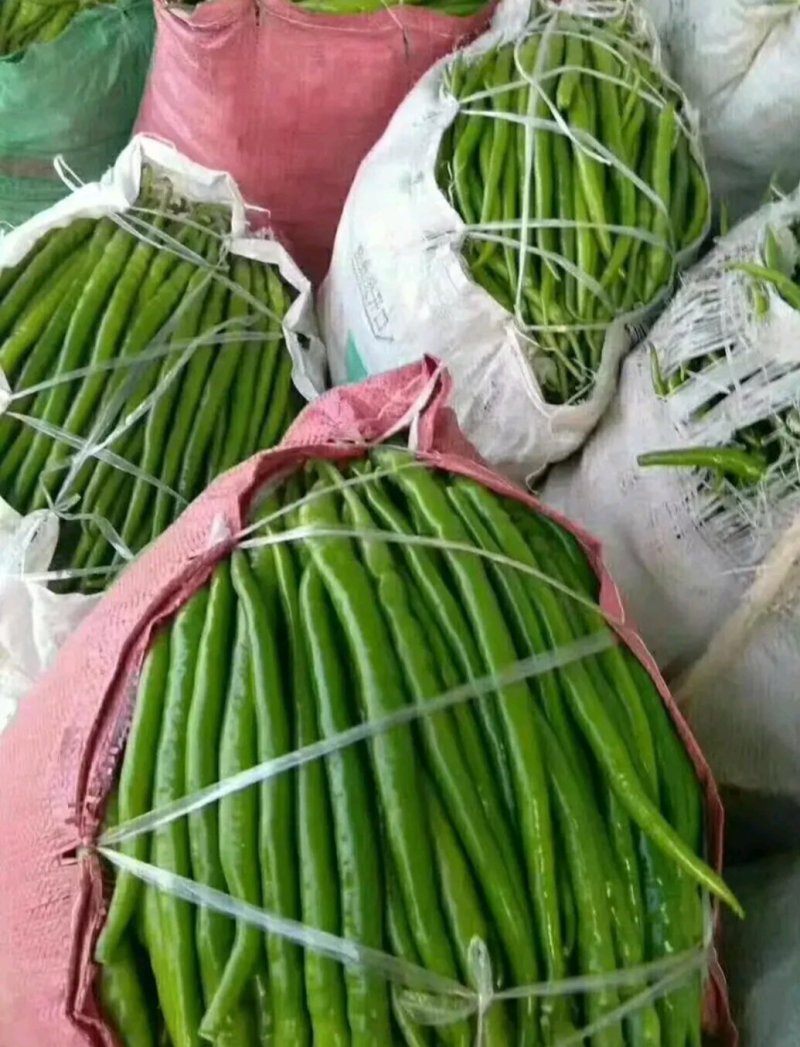L3线椒上市了，有需要联系我
