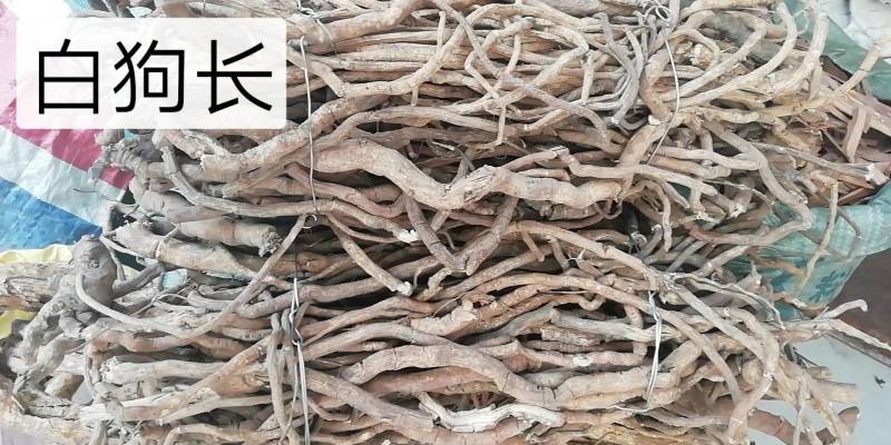 野生白狗肠，夜牵牛，苦参