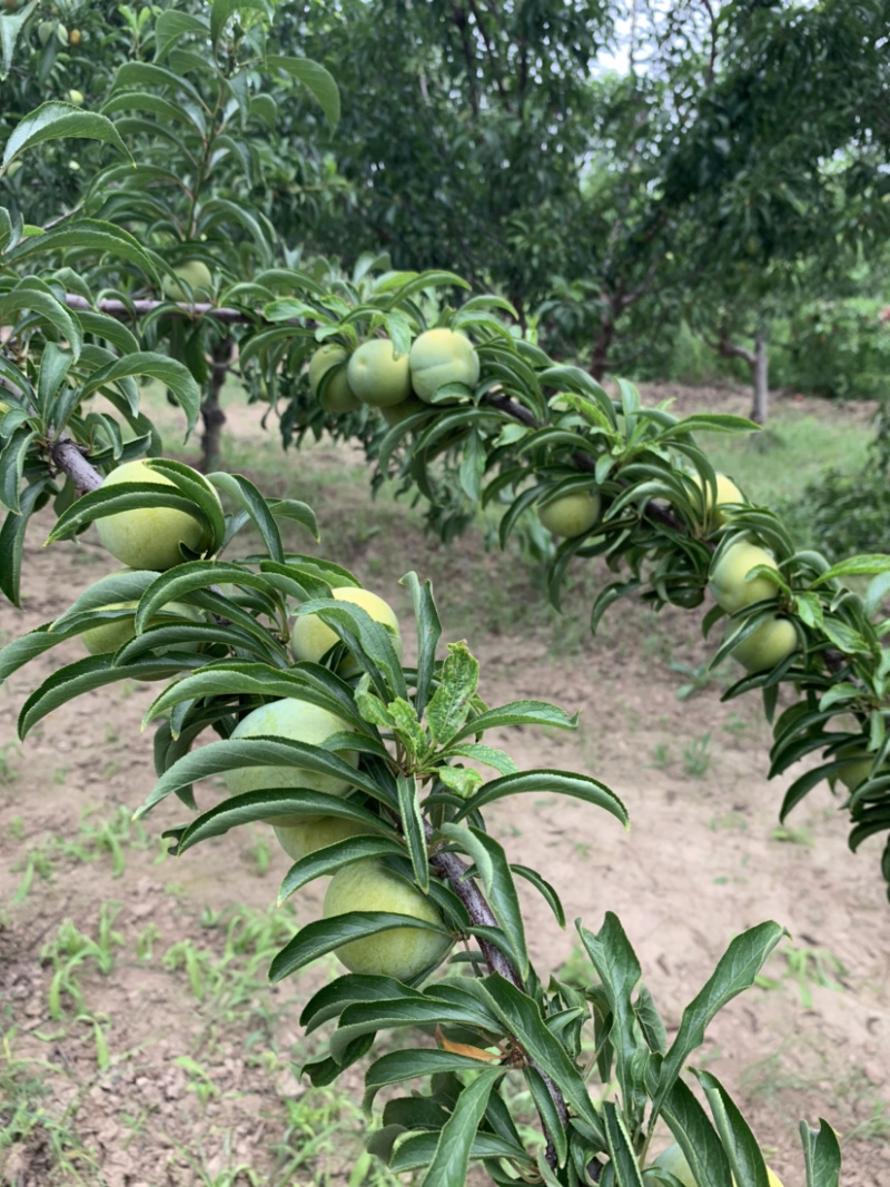 供应正宗蜂糖李，青脆李。供应各个商超，精品