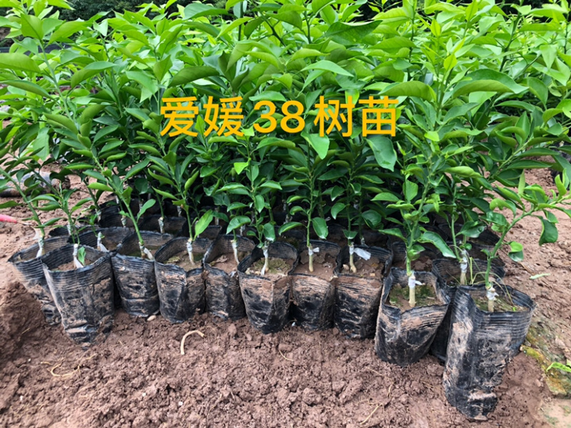 柑桔苗..品种齐全.营养杯苗.裸根苗.假值苗.1到2公分