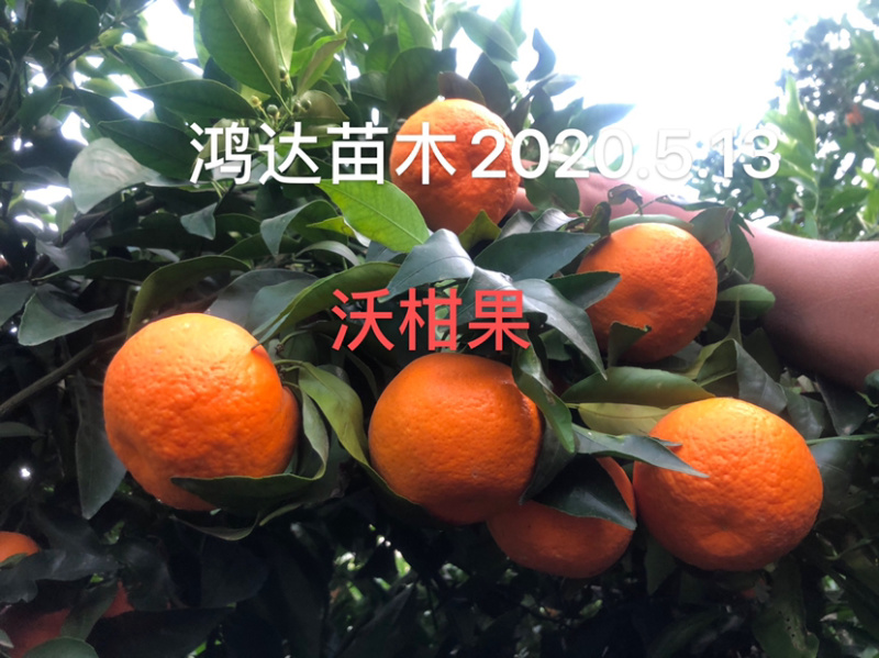 柑桔苗..品种齐全.营养杯苗.裸根苗.假值苗.1到2公分