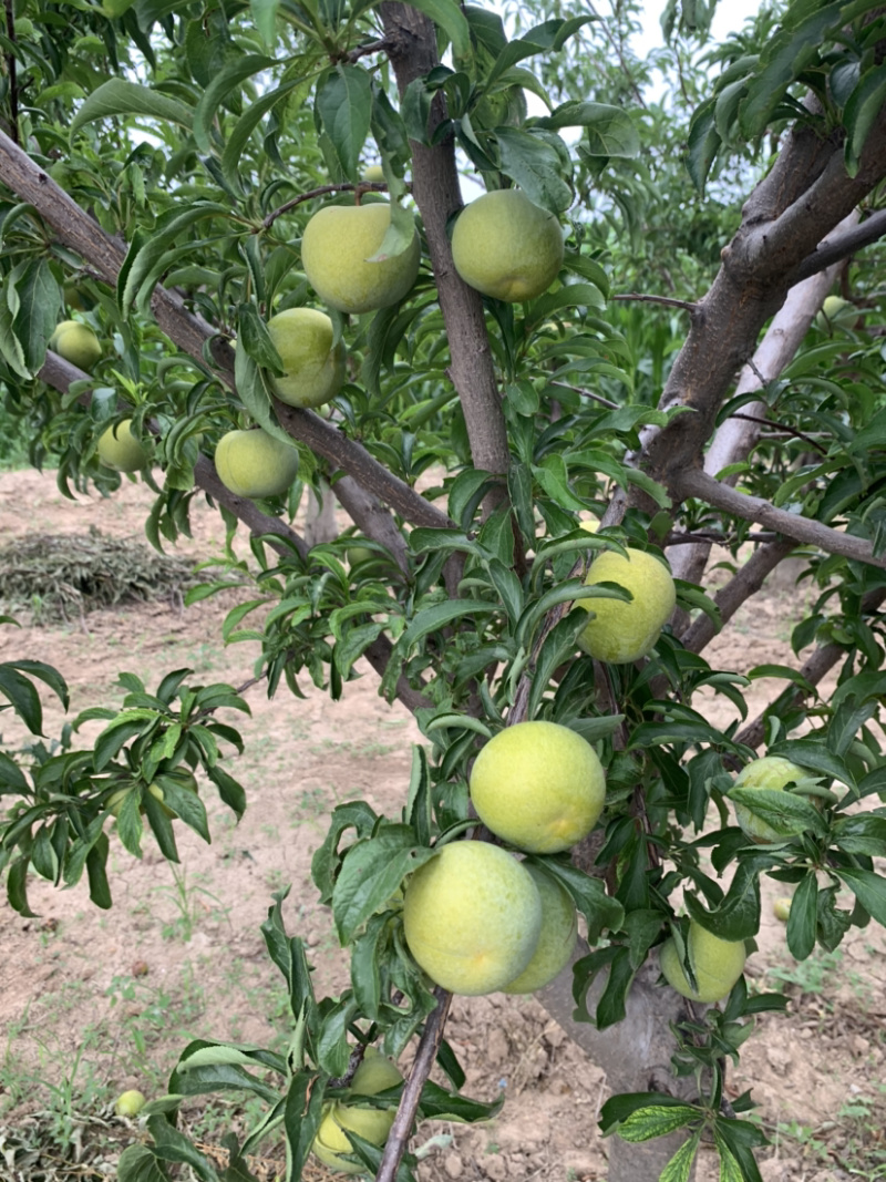 供应正宗蜂糖李，青脆李。供应各个商超，精品