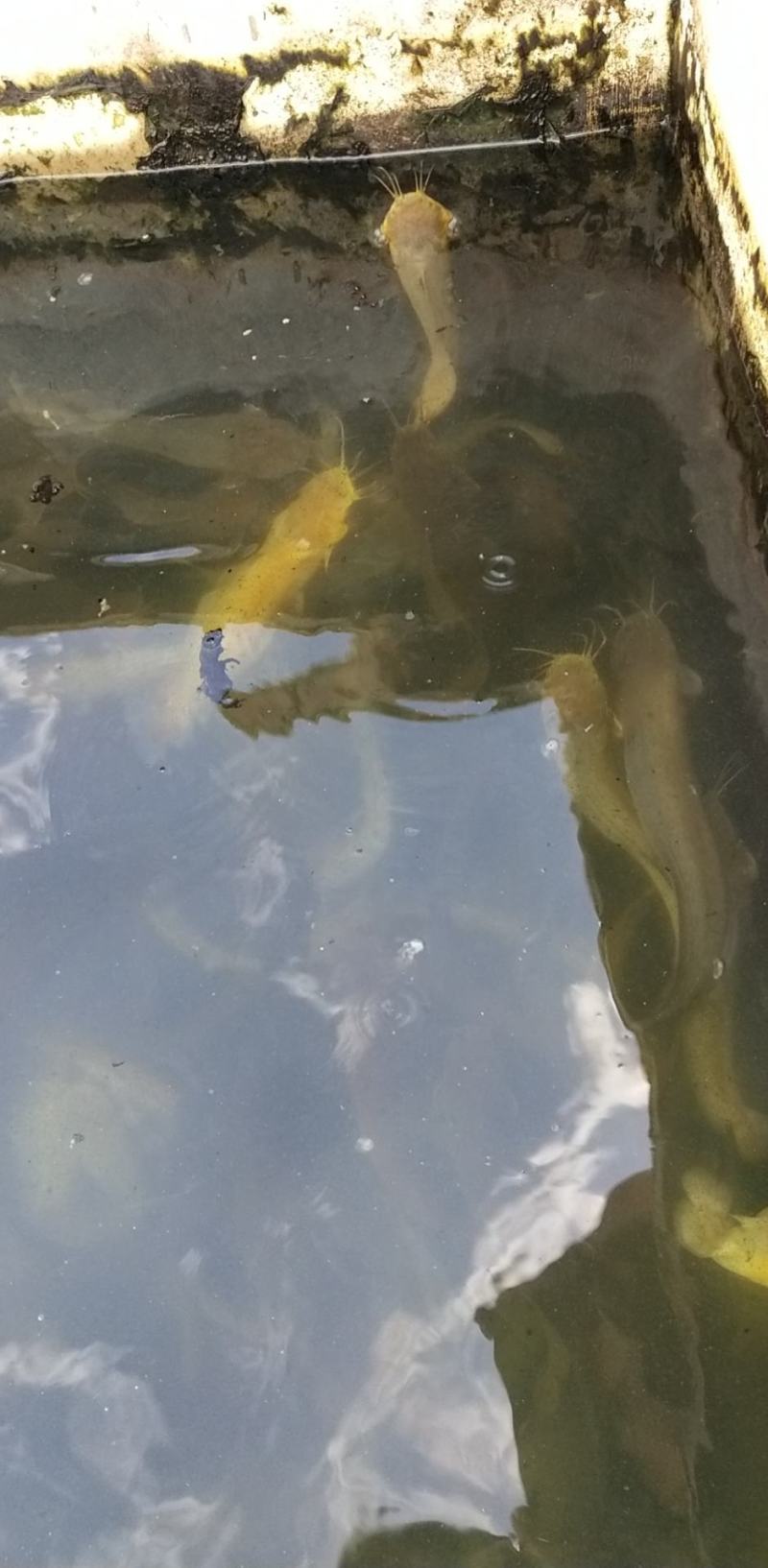 水产塘鲺鱼快大种和本地种
