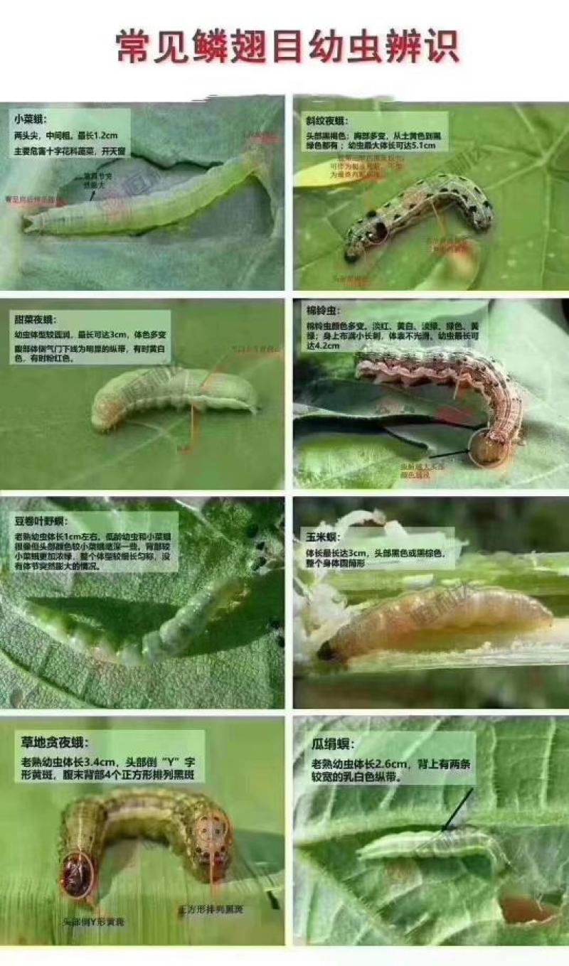 秀田敌百.鱼藤酮钻心虫夜蛾葱管虫稻卷叶螟草地贪叶蛾杀虫剂