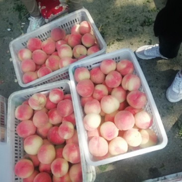 高坡毛桃大量上市中。