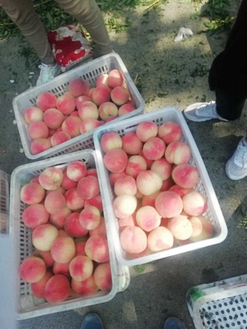 高坡毛桃大量上市中。