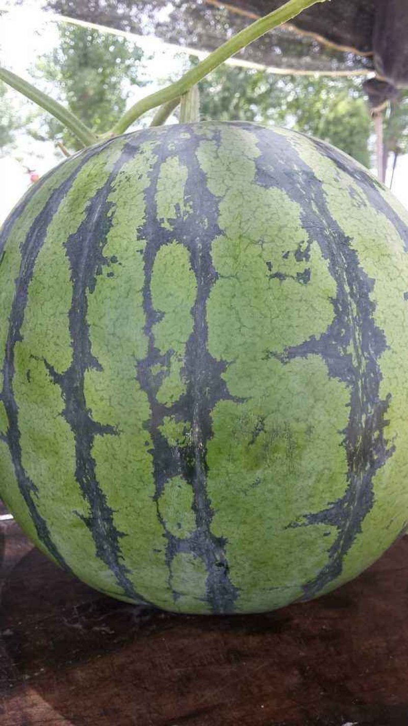 【甜王西瓜】广西西瓜正宗甜王西瓜专业代办代发大量供货