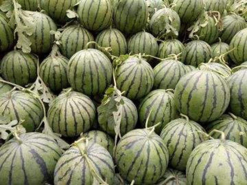 【甜王西瓜】广西西瓜正宗甜王西瓜专业代办代发大量供货