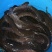 3斤以上八胡鲶鱼胡子鲢鱼量大从优
