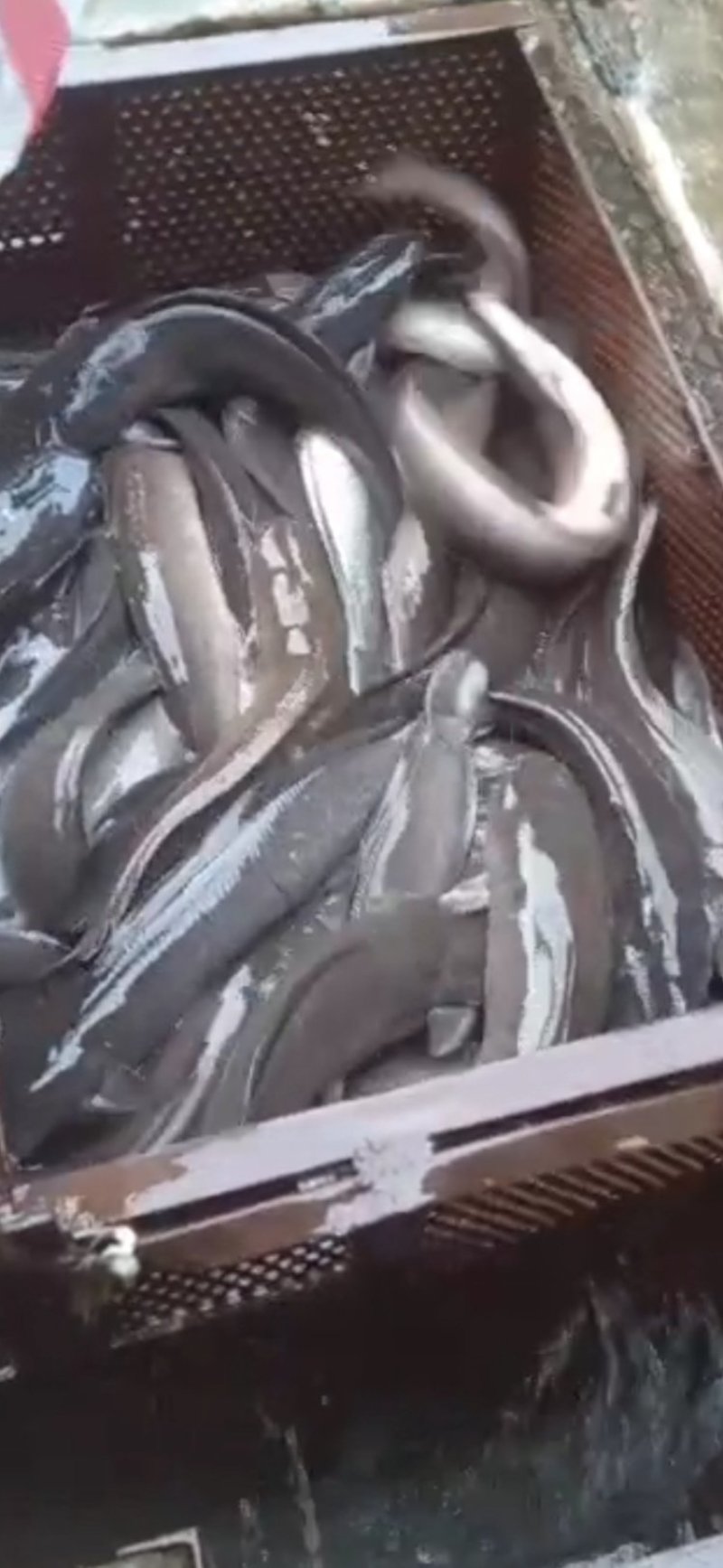 3斤以上八胡鲶鱼胡子鲢鱼量大从优