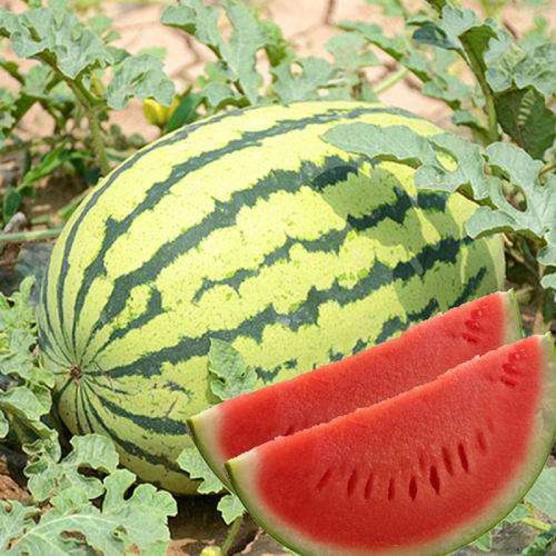 【精品西瓜】桂林西瓜全州县西瓜8斤打底八成熟皮薄脆甜