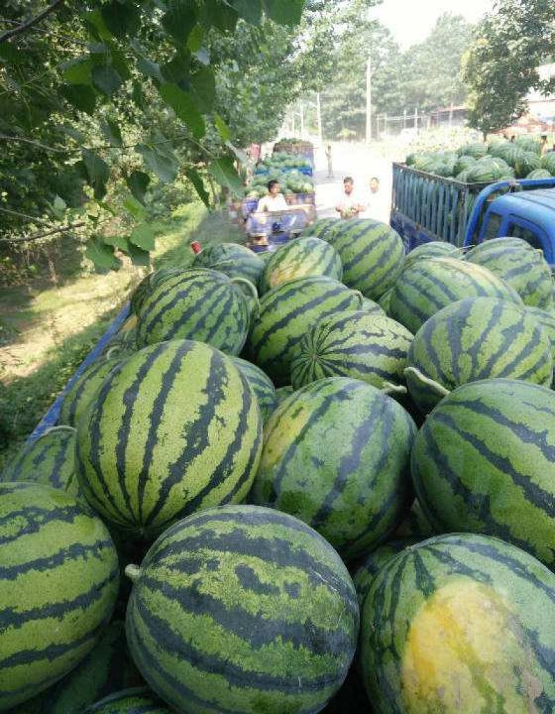 【精品西瓜】桂林西瓜全州县西瓜8斤打底八成熟皮薄脆甜