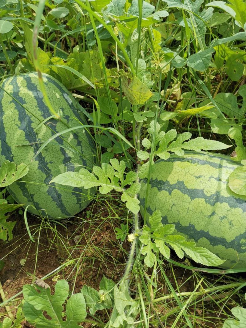 【精品西瓜】桂林西瓜全州县西瓜8斤打底八成熟皮薄脆甜