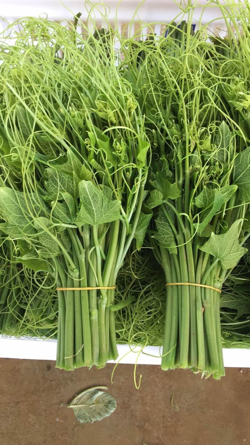 佛手瓜苗