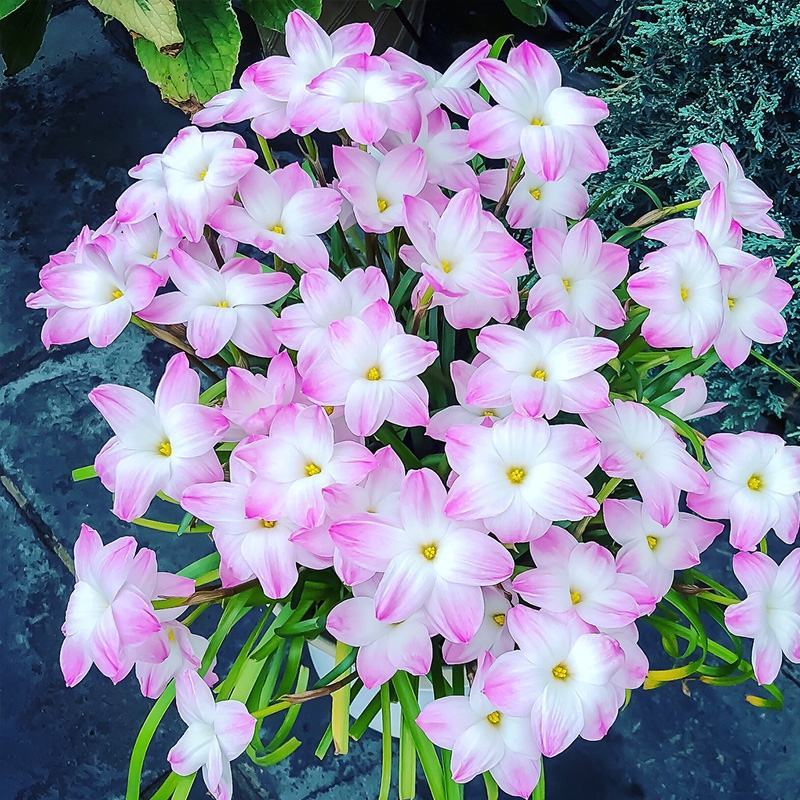 风雨兰种球葱兰韭兰花卉种子庭院盆栽球根植物种球组合