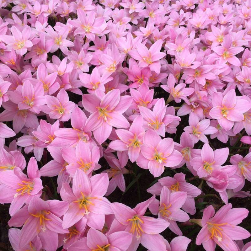风雨兰种球葱兰韭兰花卉种子庭院盆栽球根植物种球组合