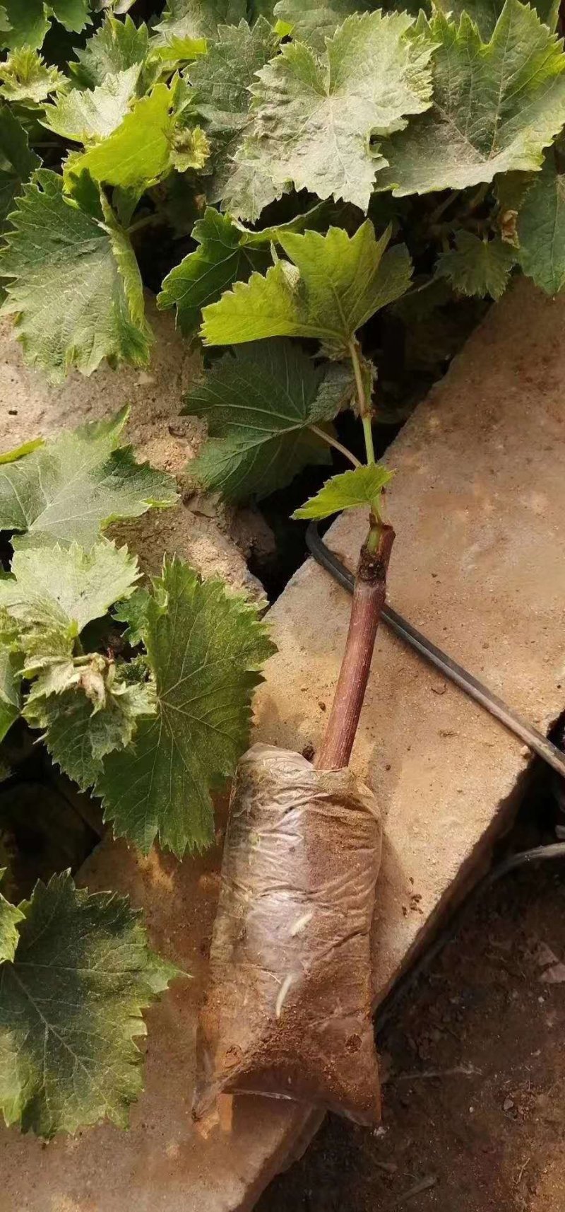 巨峰葡萄苗一年苗扦插苗成活率高
