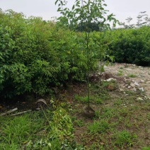 原生布袋香樟树1.5米高