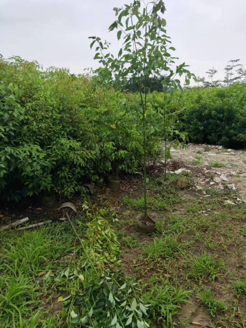 原生布袋香樟树1.5米高