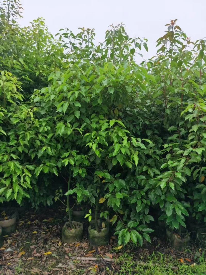 原生布袋香樟树1.5米高