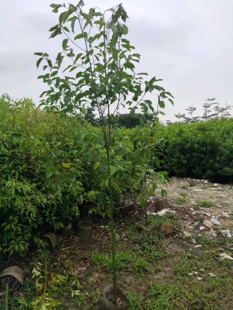 原生布袋香樟树1.5米高