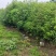 原生布袋香樟树1.5米高