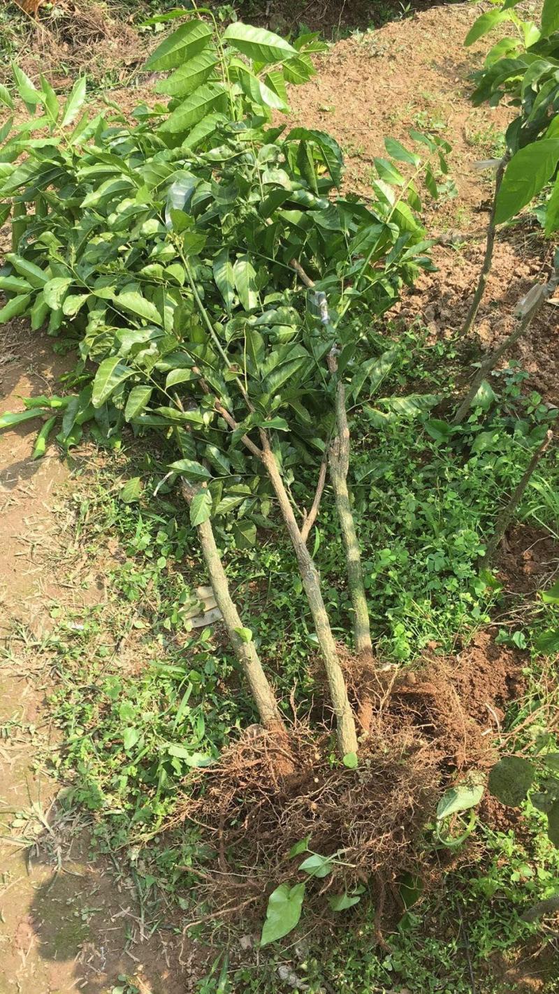 黄皮苗无核黄皮果树苗正宗原产地无核黄皮树苗