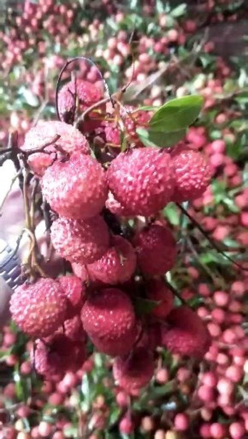 桂味荔枝鲜艳美味，核小肉多。