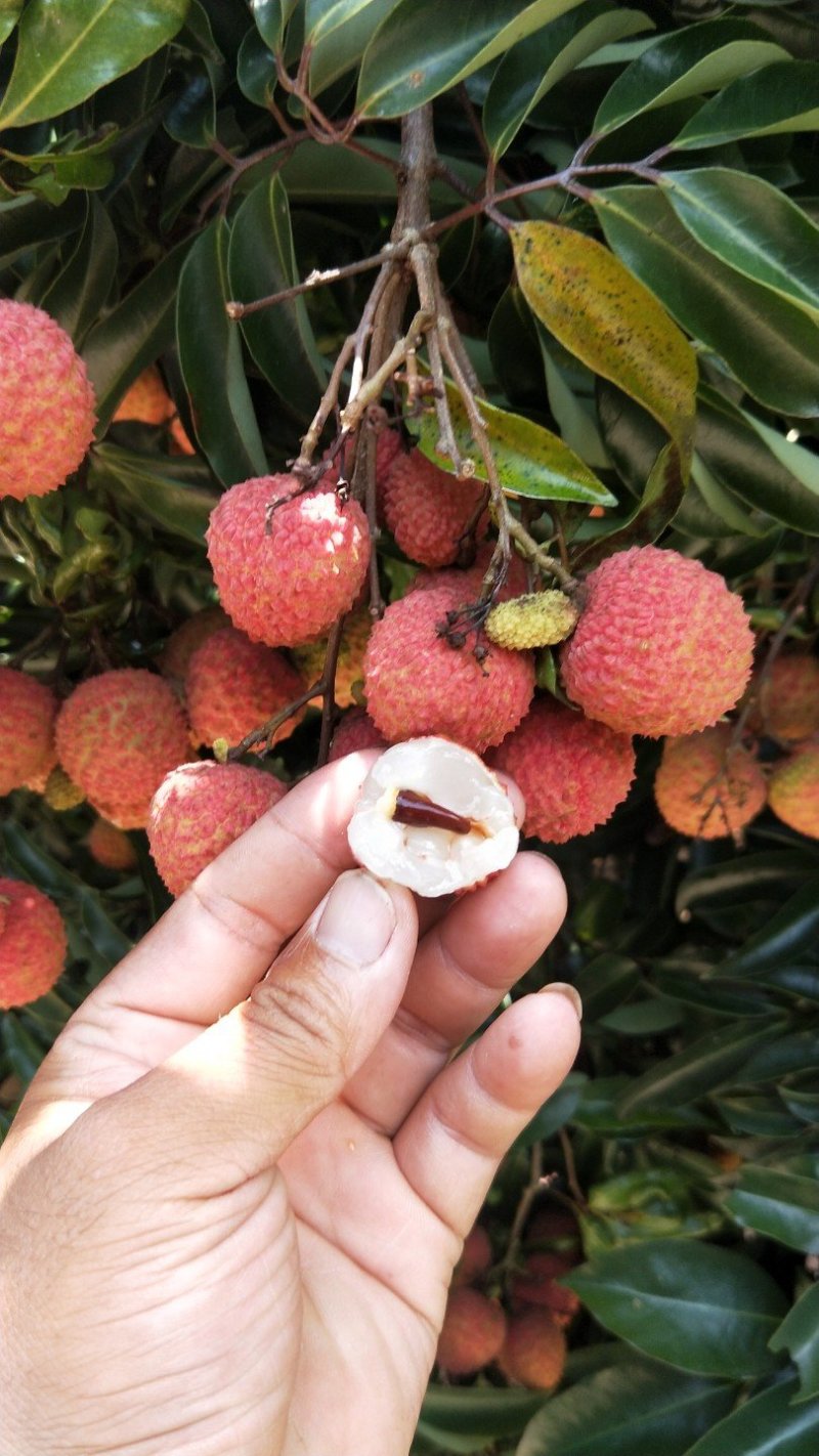 桂味荔枝鲜艳美味，核小肉多。