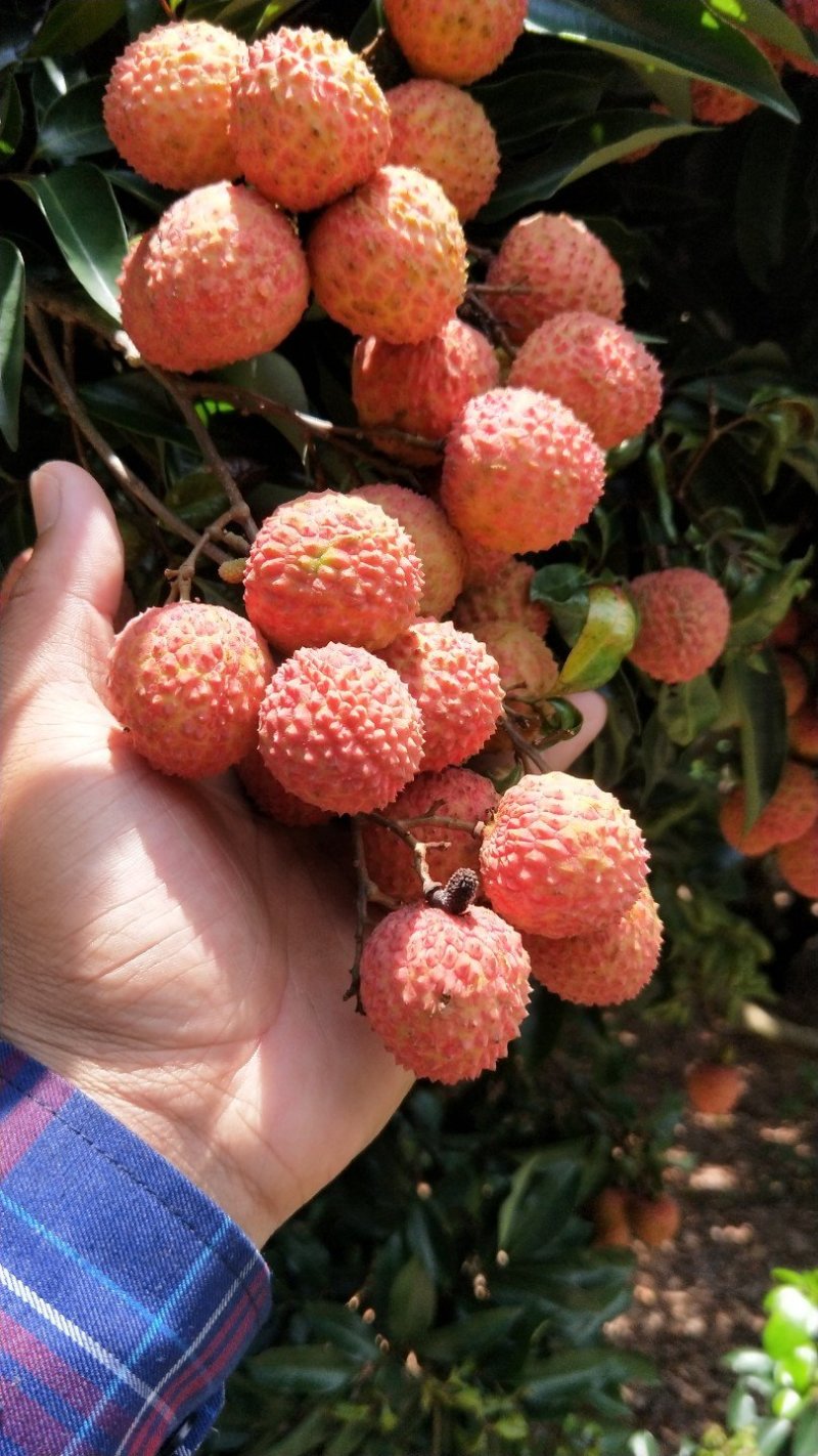 桂味荔枝鲜艳美味，核小肉多。