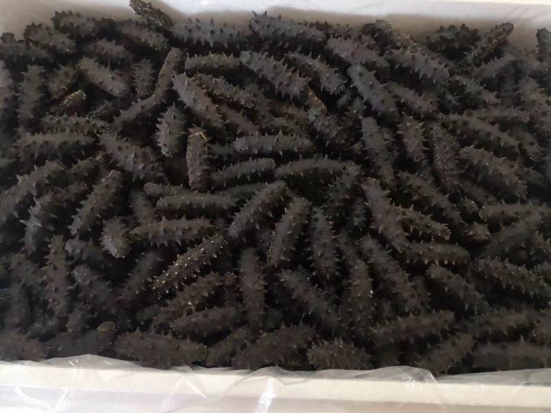 海参干货大连纯淡干海参礼品盒装深海海渗辽参刺参