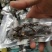 包邮大连即食大海参刺参辽参冷冻江苏海鲜水产