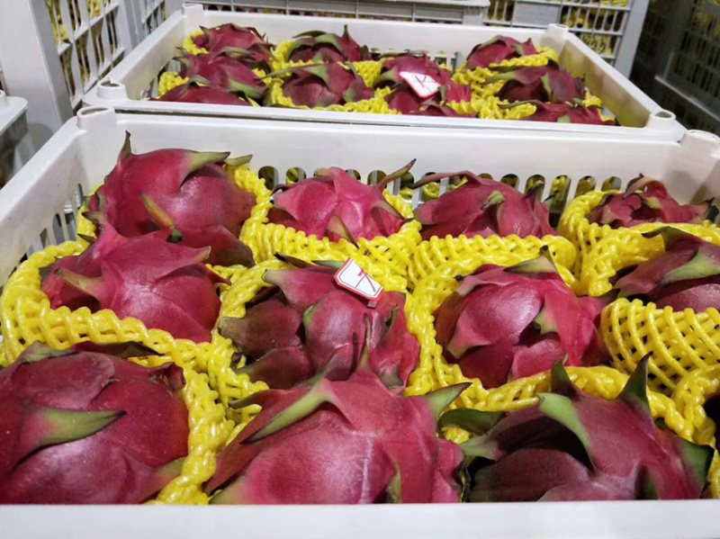云南火龙果红心火龙果、大量有货，（一条龙包上车）