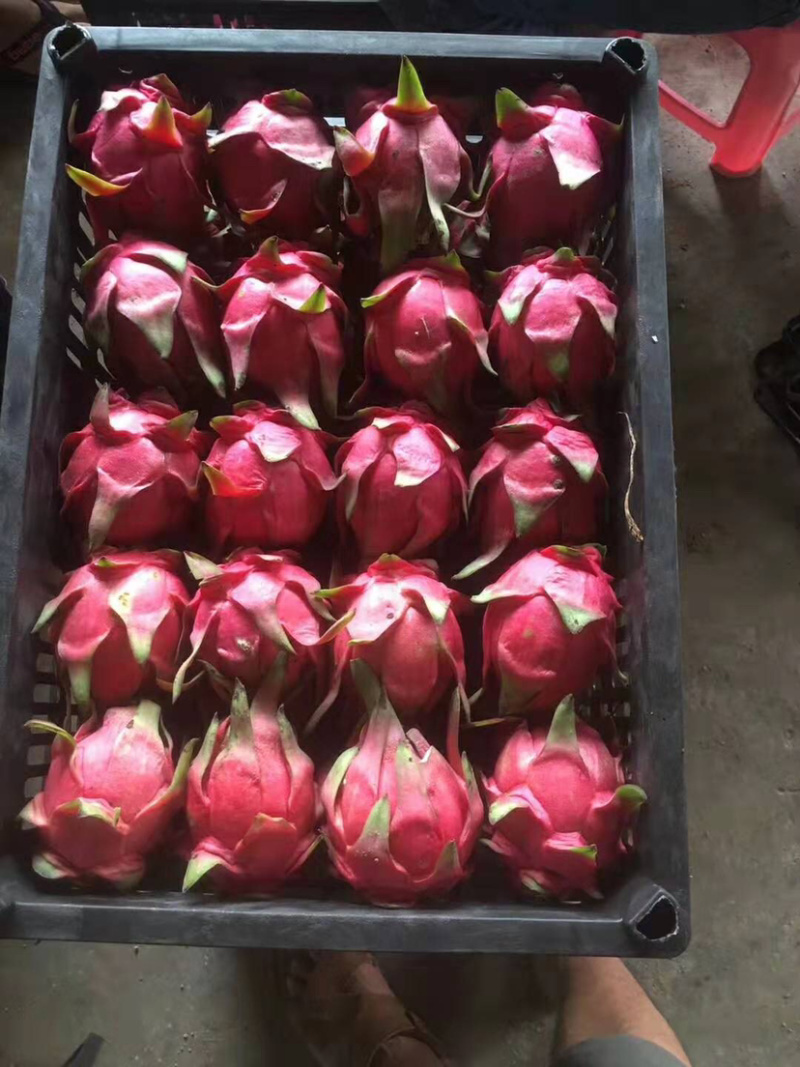 云南火龙果红心火龙果、大量有货，（一条龙包上车）