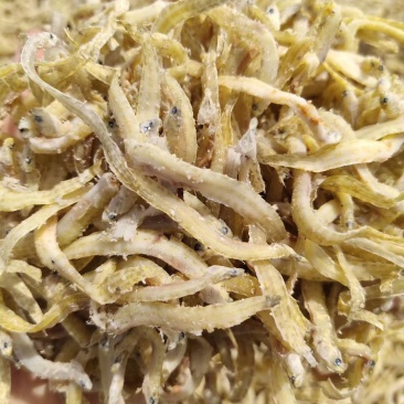 凤尾鱼(大量有货，欢迎选购。)