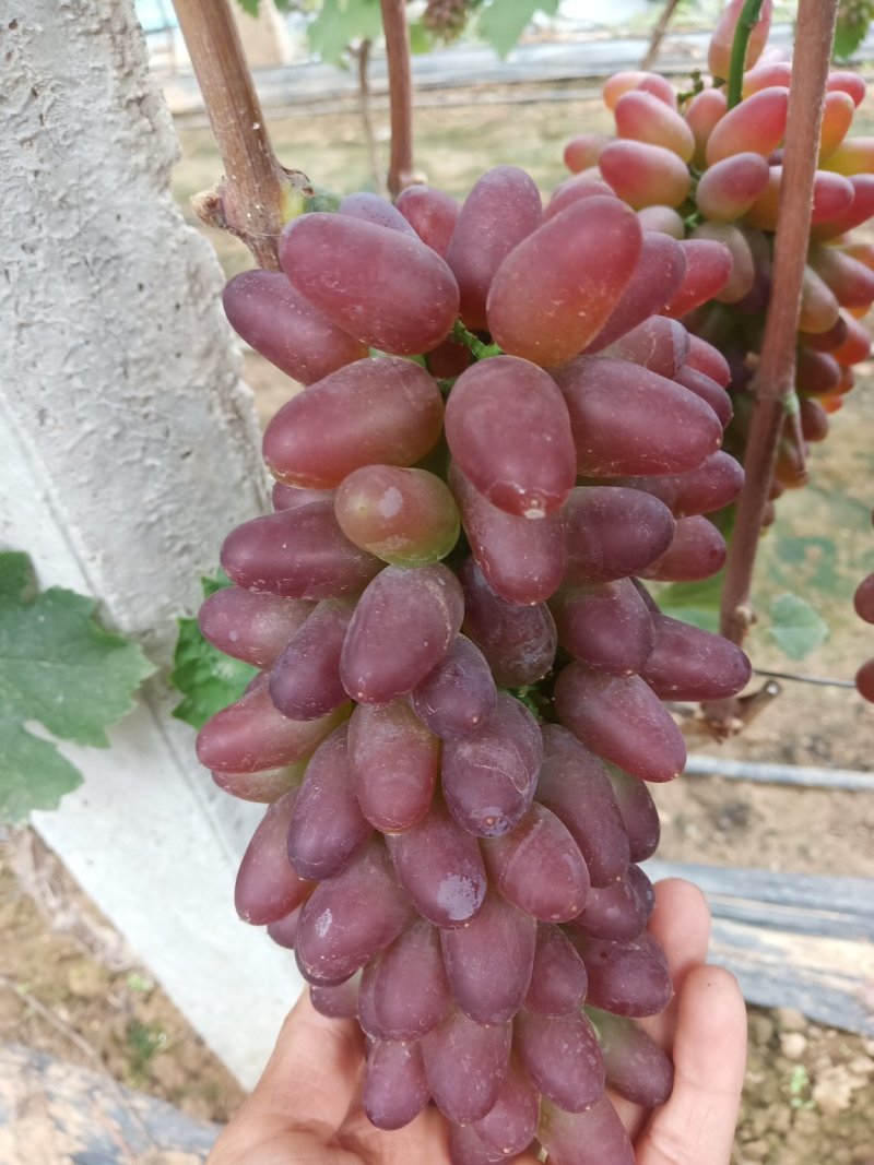 【精品葡萄】茉莉香葡萄现大量上市，质量好，口感超甜